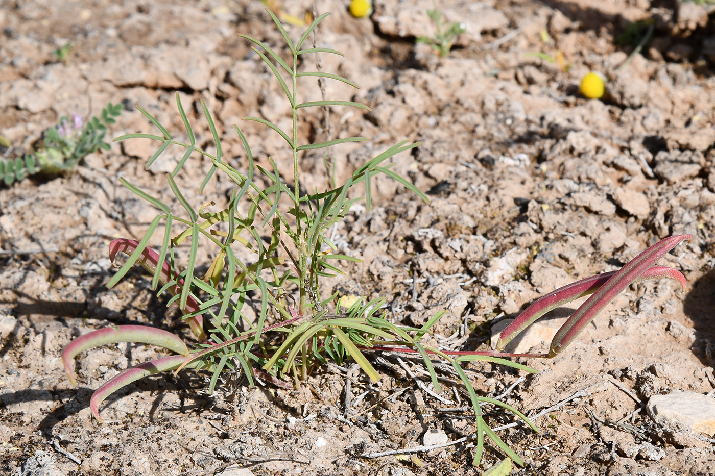 Image of genus Astragalus specimen.