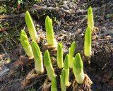 Veratrum lobelianum