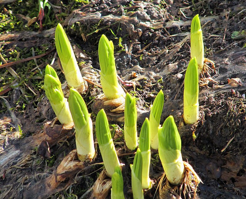 Изображение особи Veratrum lobelianum.