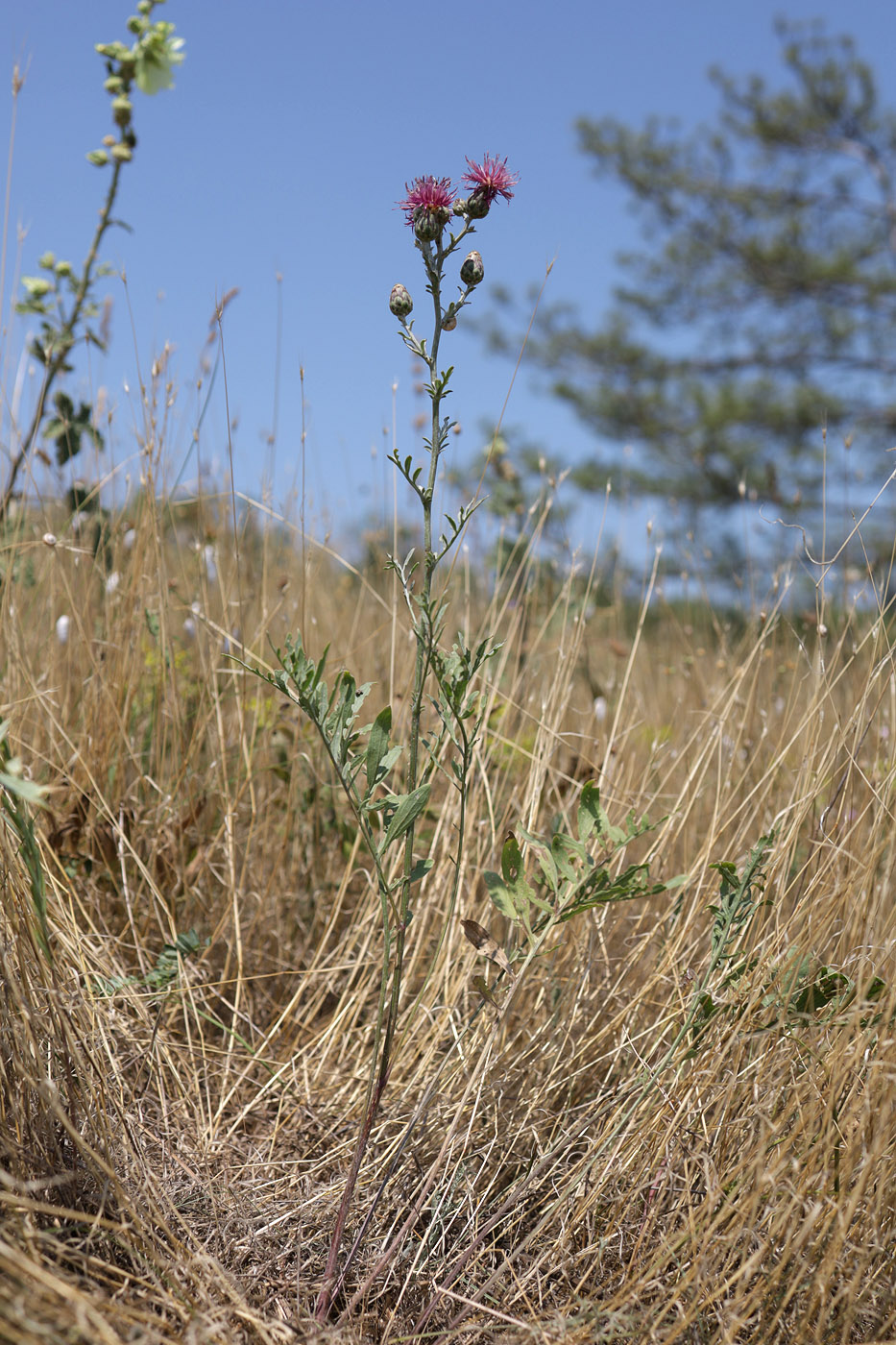 Image of Centaurea rubriflora specimen.