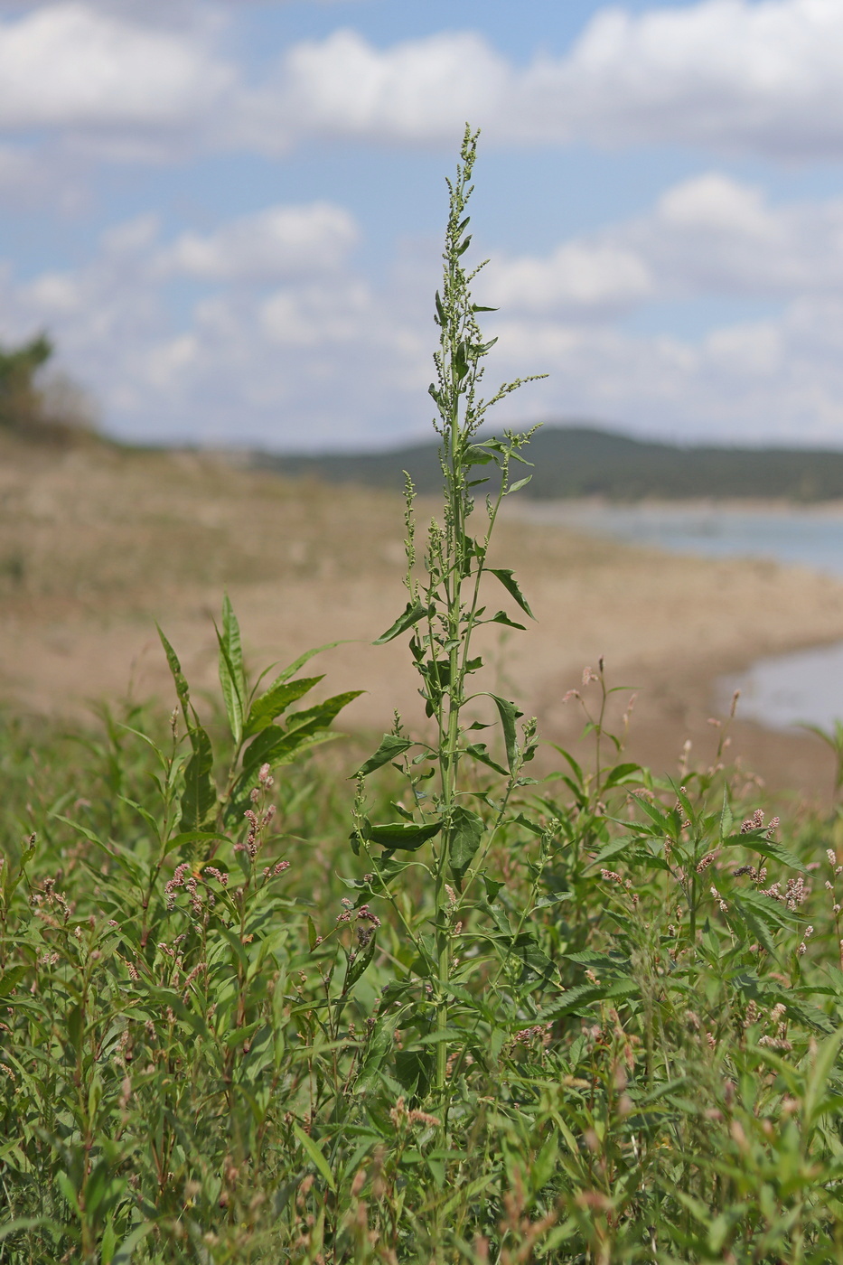 Image of Oxybasis urbica specimen.