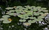 Nymphaea alba. Цветущее растение. Китай, пров. Цзянсу, г. Сучжоу, пруд в парке, в культуре. 27.05.2025.