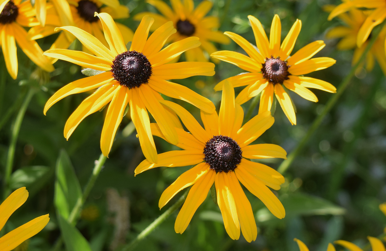 Image of Rudbeckia hirta specimen.