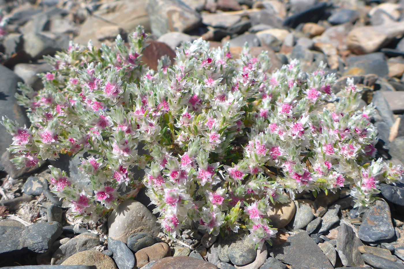Image of Polygonum molliiforme specimen.