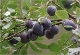Prunus spinosa