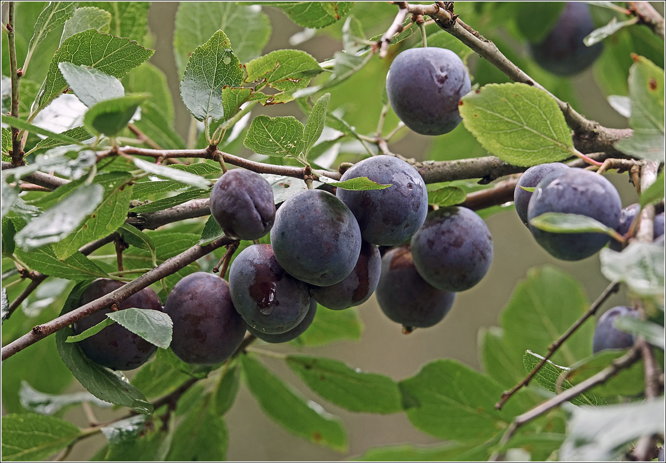 Image of Prunus spinosa specimen.