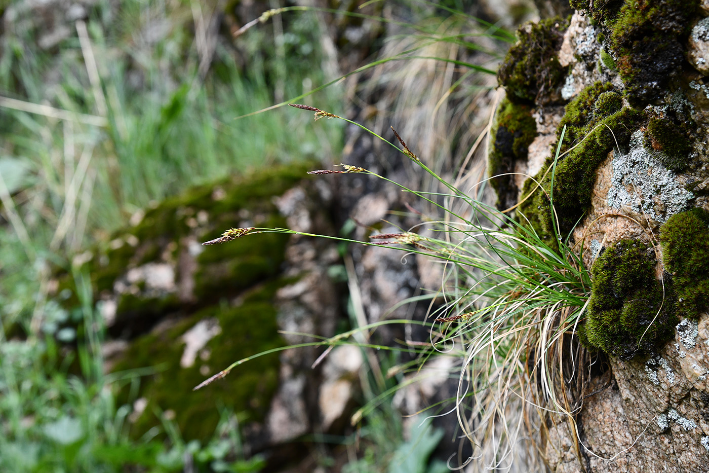 Image of Carex koshewnikowii specimen.