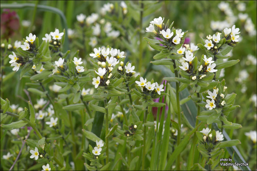 Image of Buglossoides rochelii specimen.