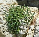 Crithmum maritimum. Вегетирующее растение. Франция, Леринские о-ва, о-в Св. Маргариты (Sainte-Marguerite), прибрежная скала. Июль.