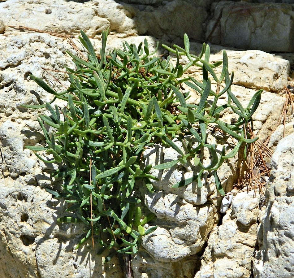 Изображение особи Crithmum maritimum.
