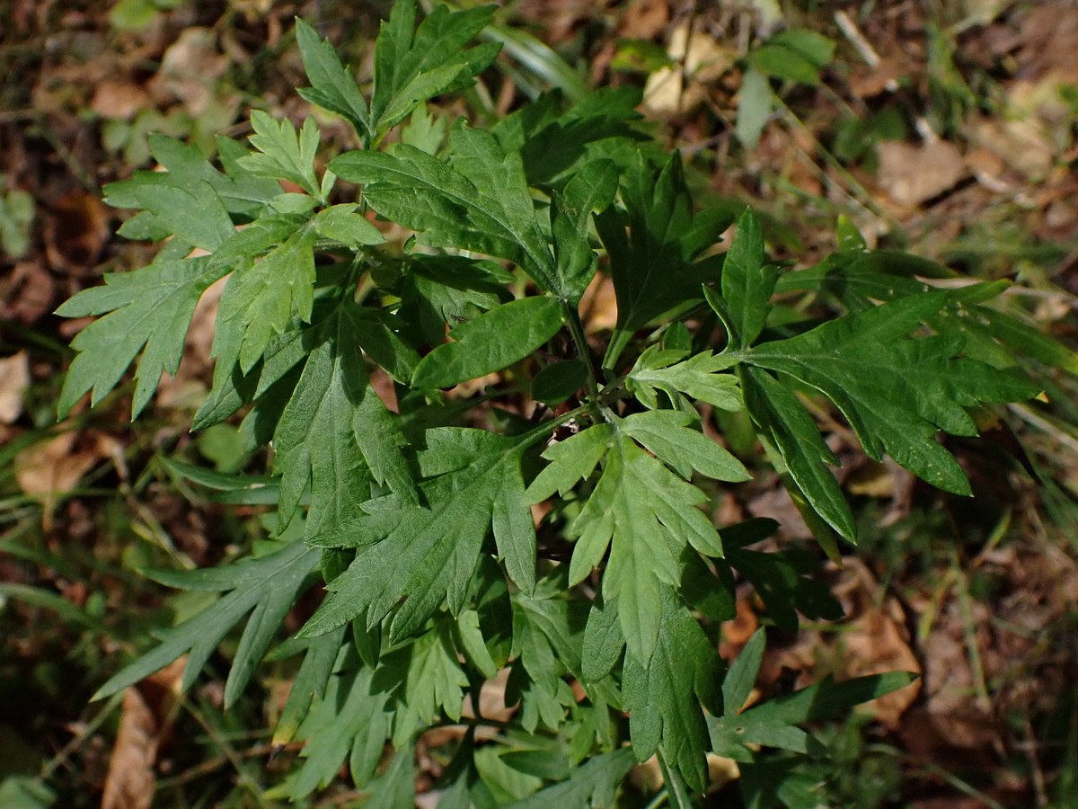 Image of genus Artemisia specimen.