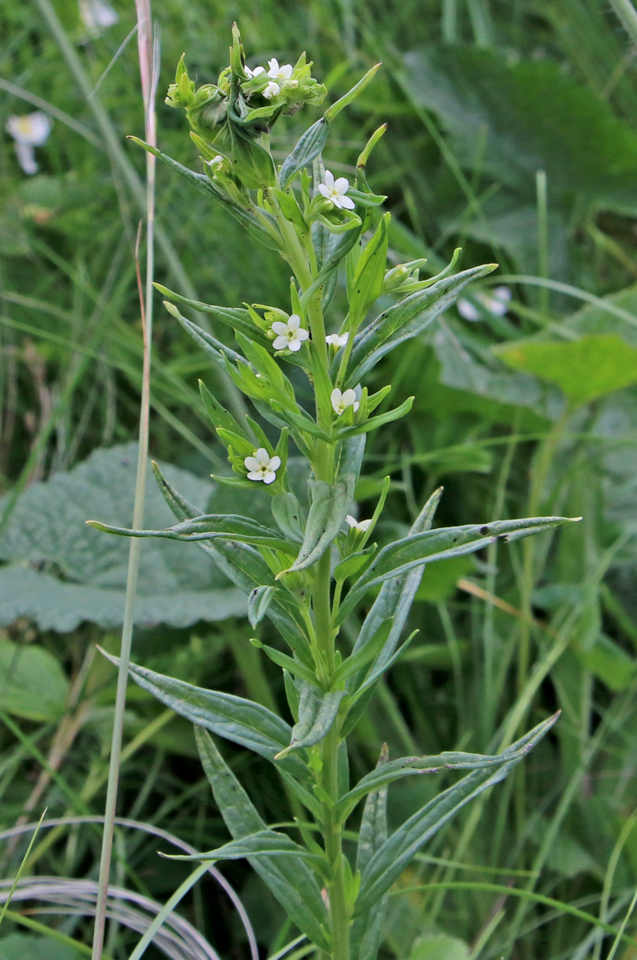 Изображение особи Lithospermum officinale.