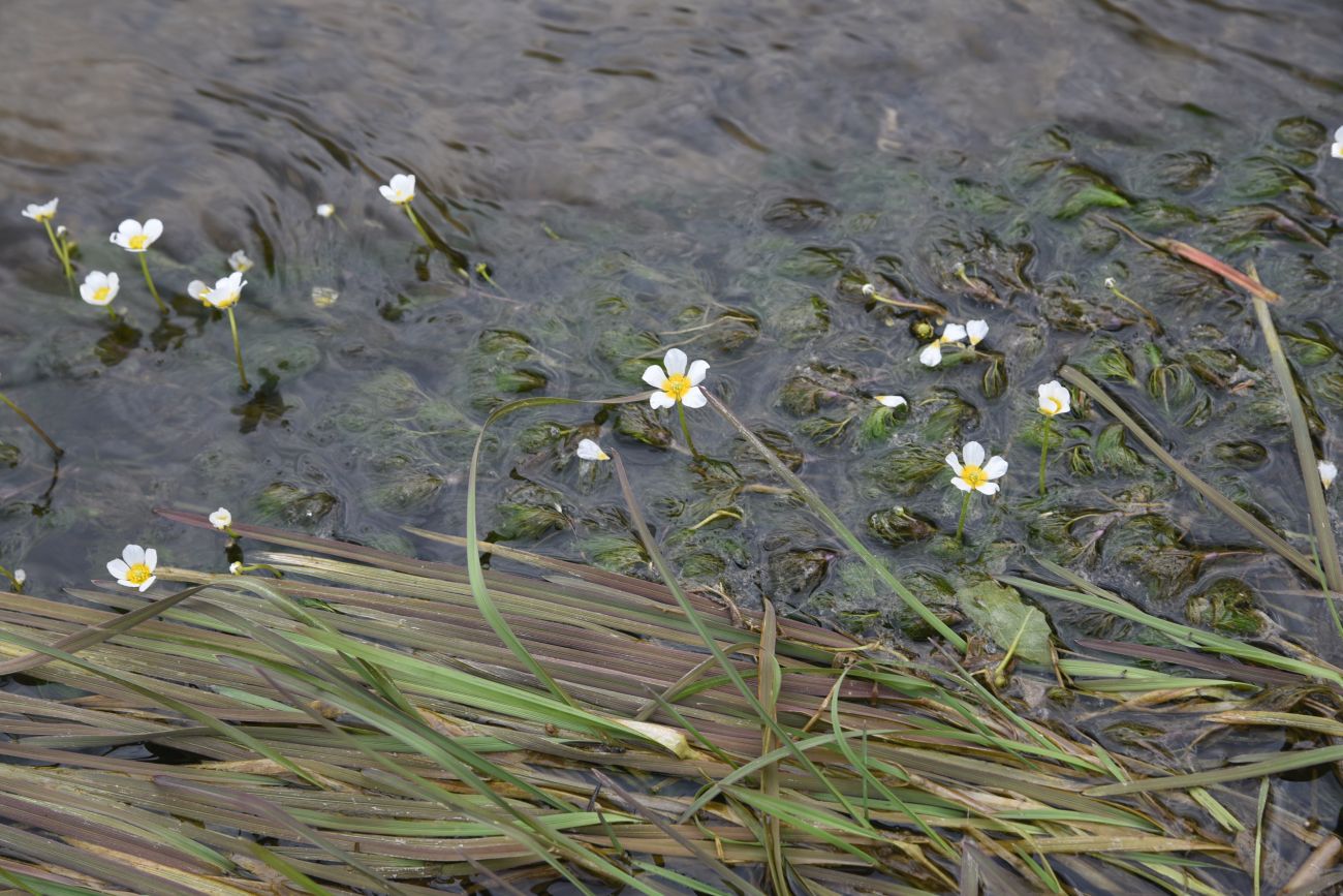Image of Ranunculus trichophyllus specimen.