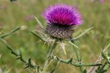 Cirsium laniflorum