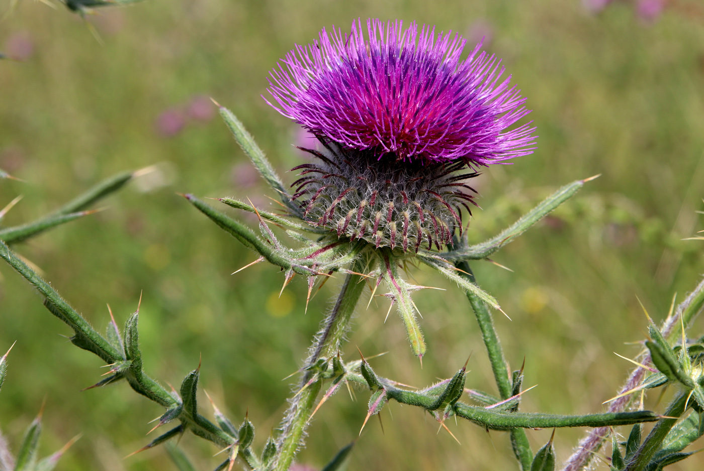 Image of Cirsium laniflorum specimen.