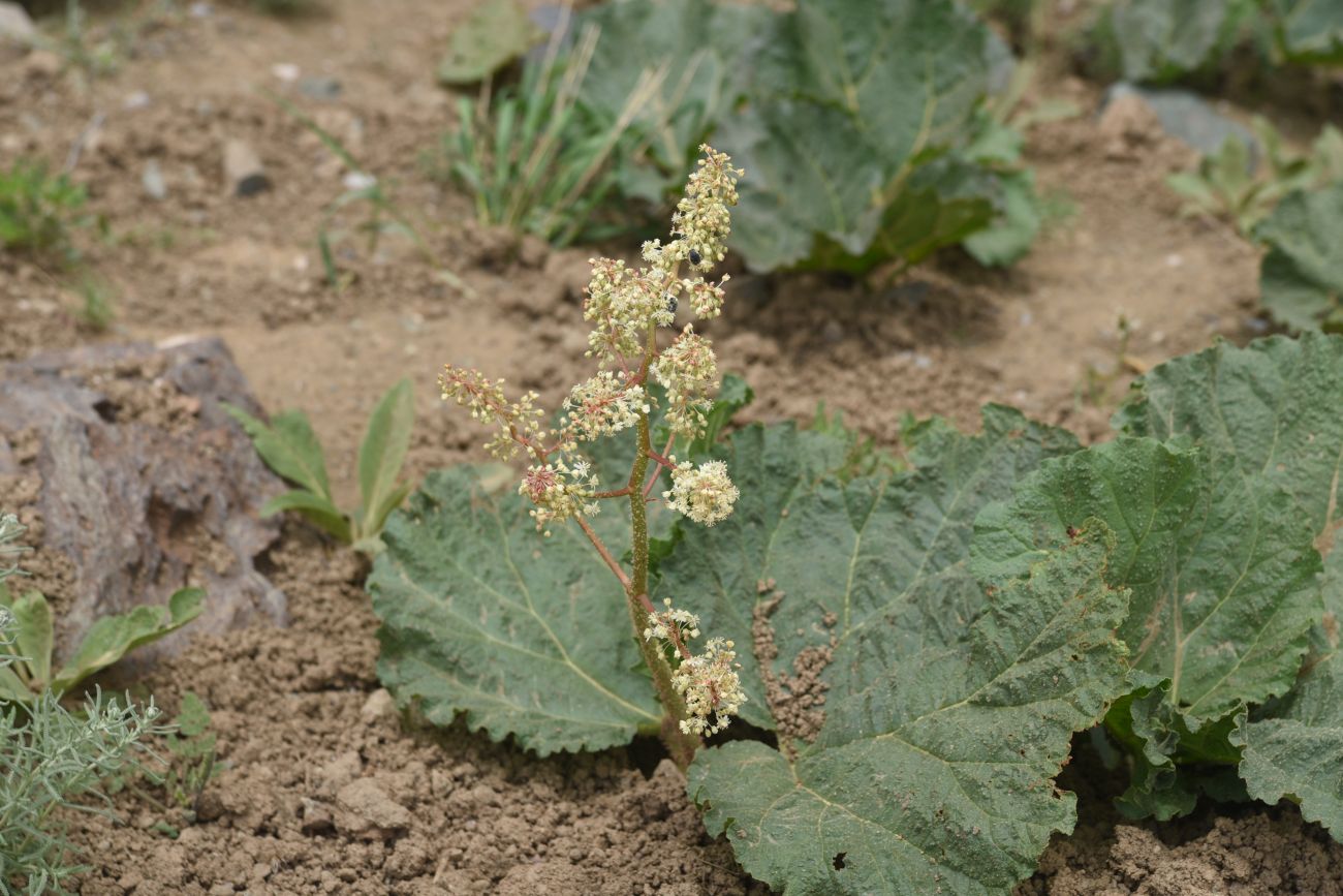 Изображение особи Rheum ribes.