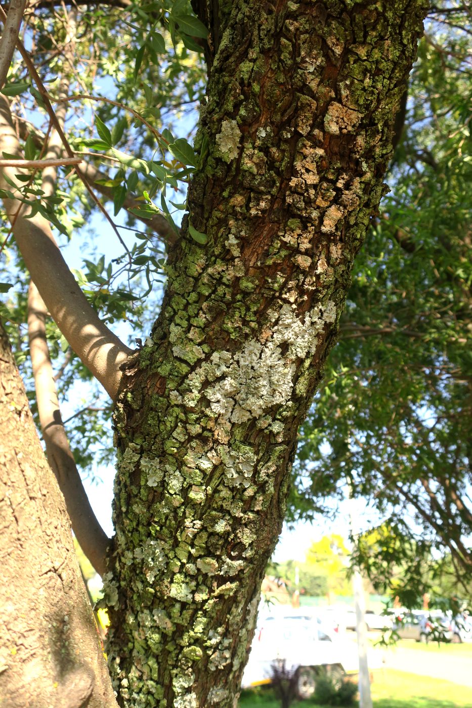 Image of Searsia lancea specimen.
