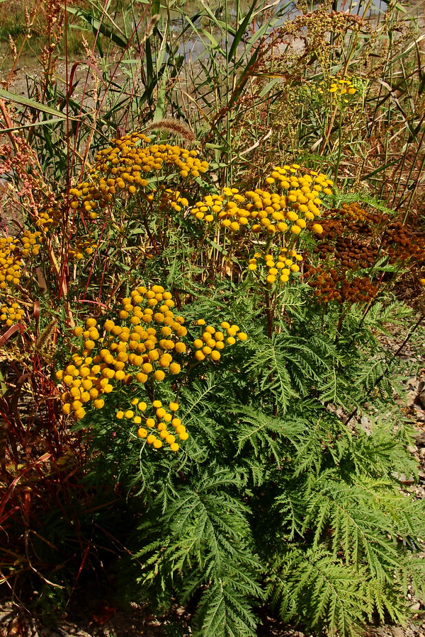 Изображение особи Tanacetum boreale.