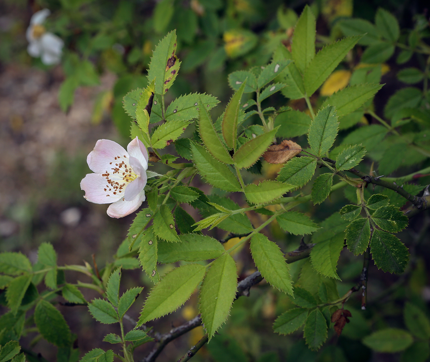 Изображение особи Rosa agrestis.