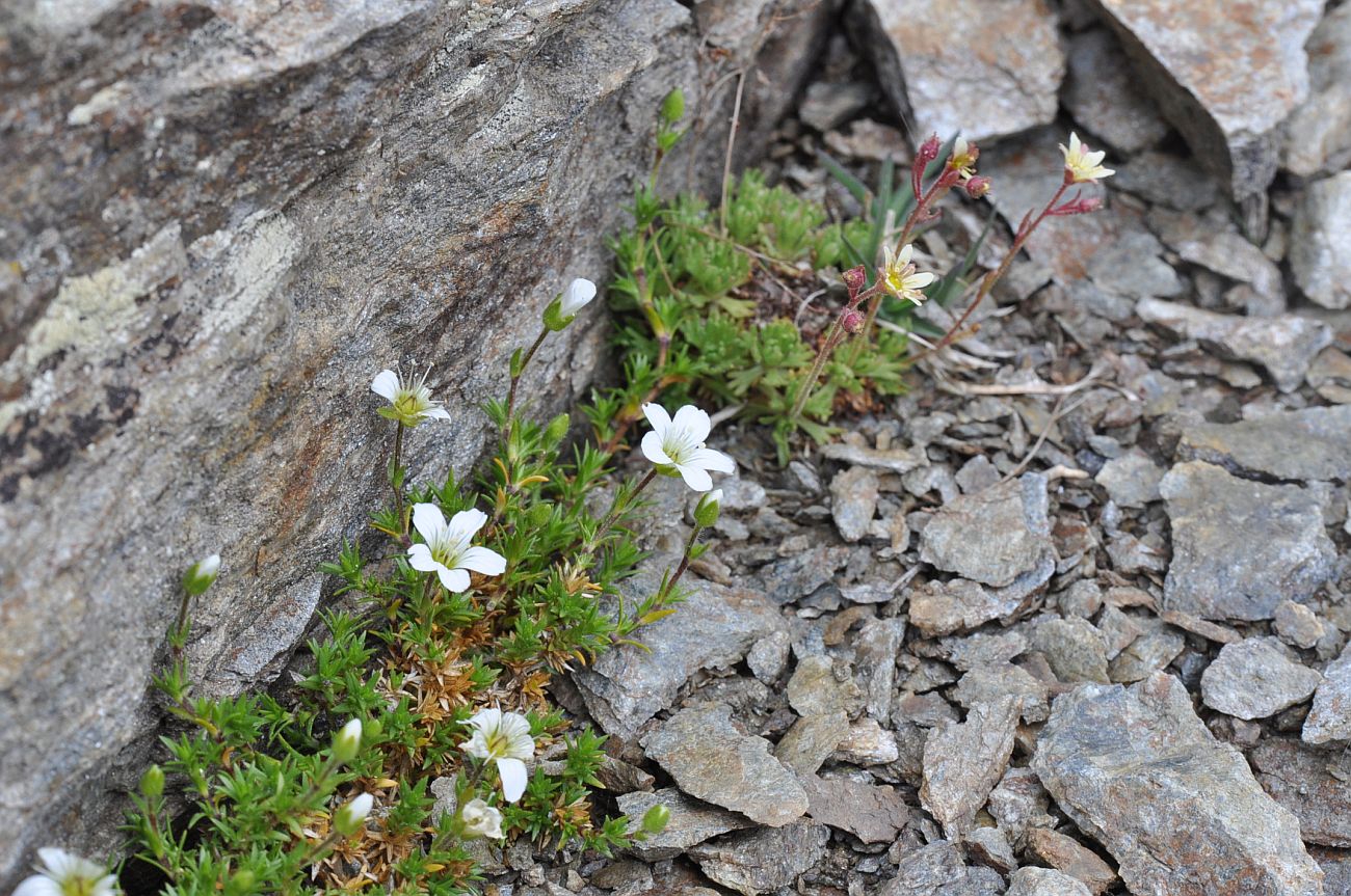 Изображение особи Неопознанный вид.