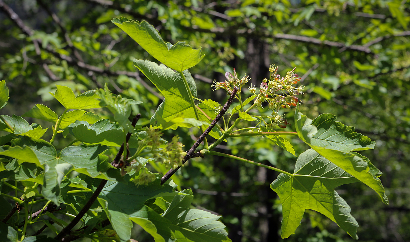 Image of Acer trautvetteri specimen.