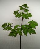 Изображение особи. Автор - Сергей Турилов