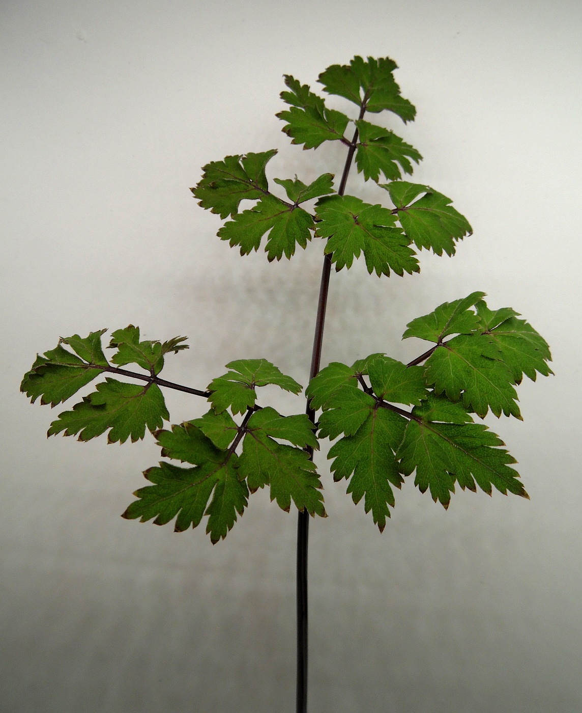 Изображение особи семейство Apiaceae.