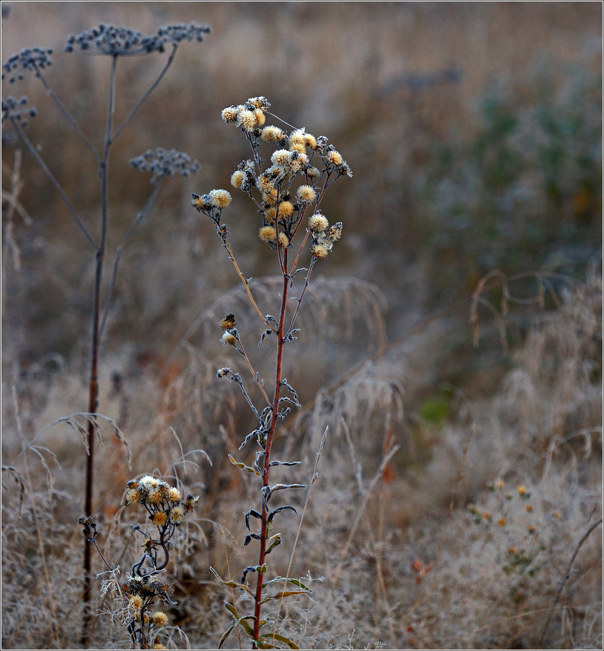 Image of Hieracium umbellatum specimen.