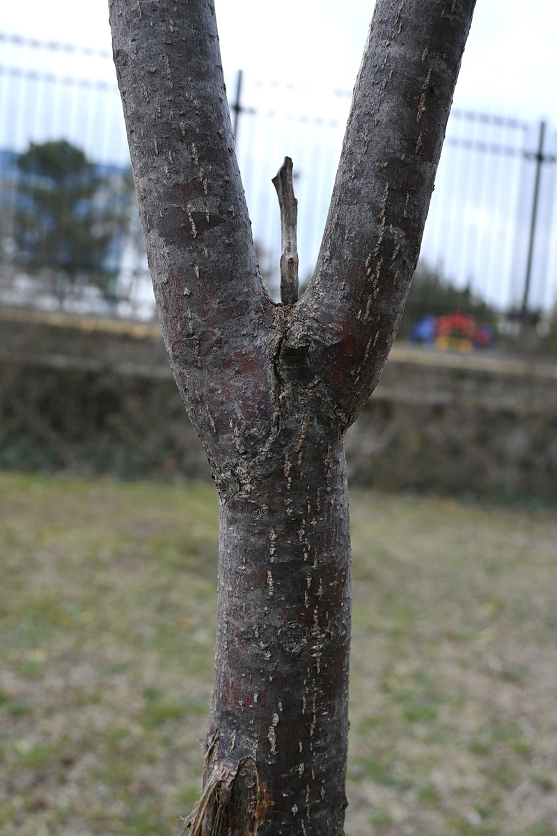 Изображение особи Melia azedarach.