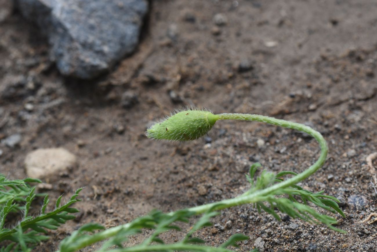 Изображение особи род Papaver.
