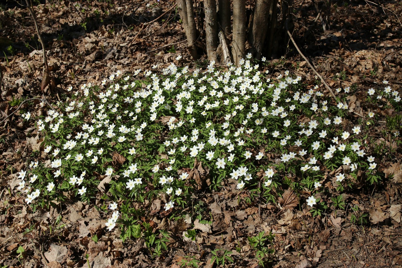 Image of Anemone nemorosa specimen.