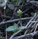 Draba nemorosa