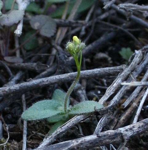 Изображение особи Draba nemorosa.