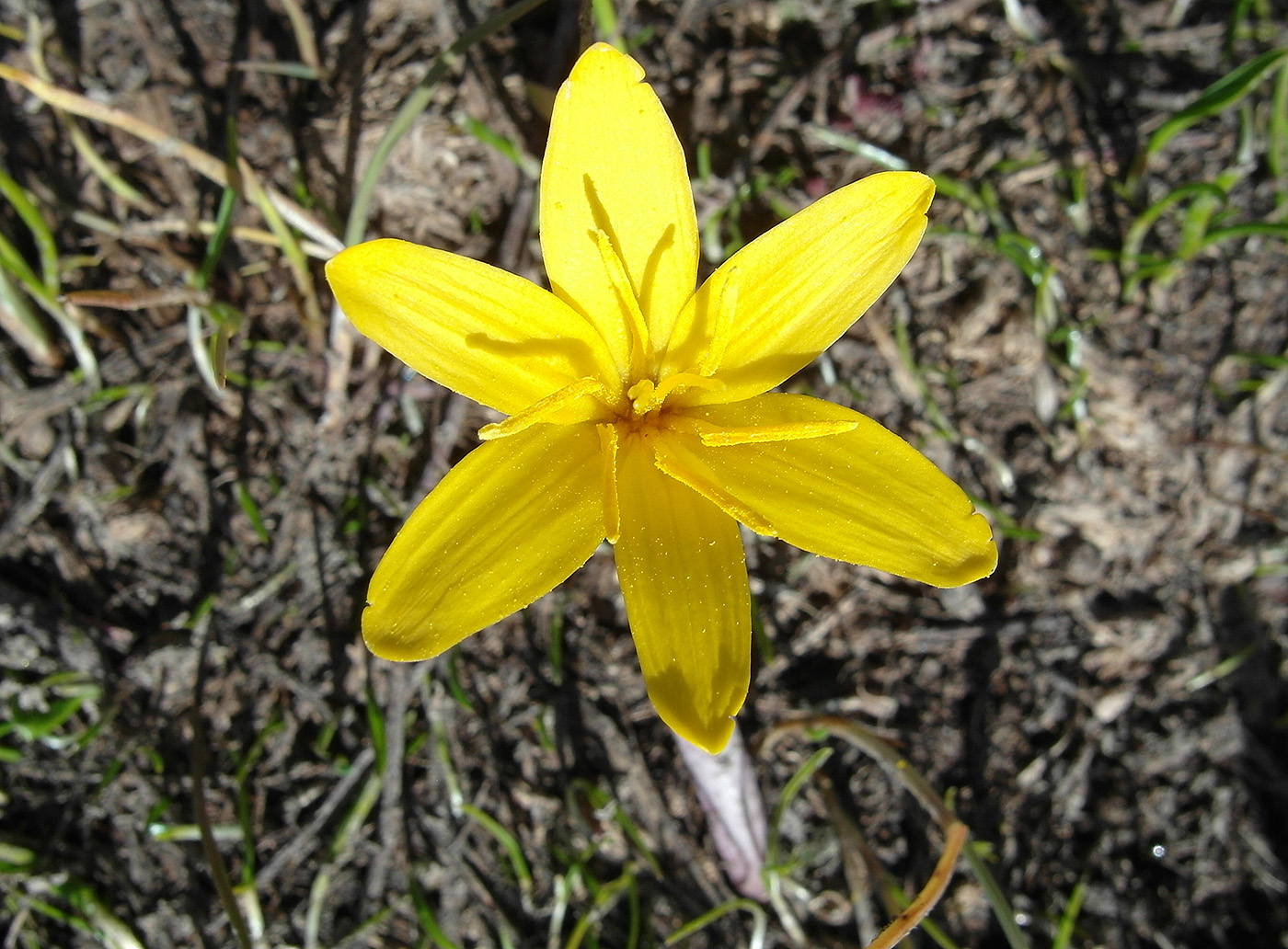 Image of Colchicum luteum specimen.