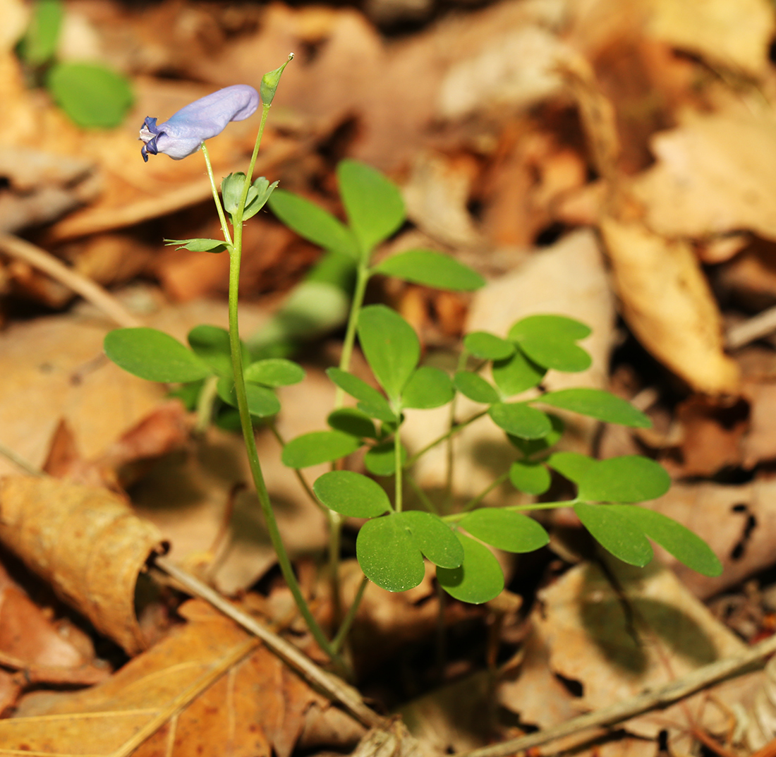 Изображение особи Corydalis ussuriensis.
