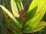 Smilacina stellata. Смилацина звёздчатая. Smilacina stellata. В природе. Галифакс. 09 сентября 2015 г.