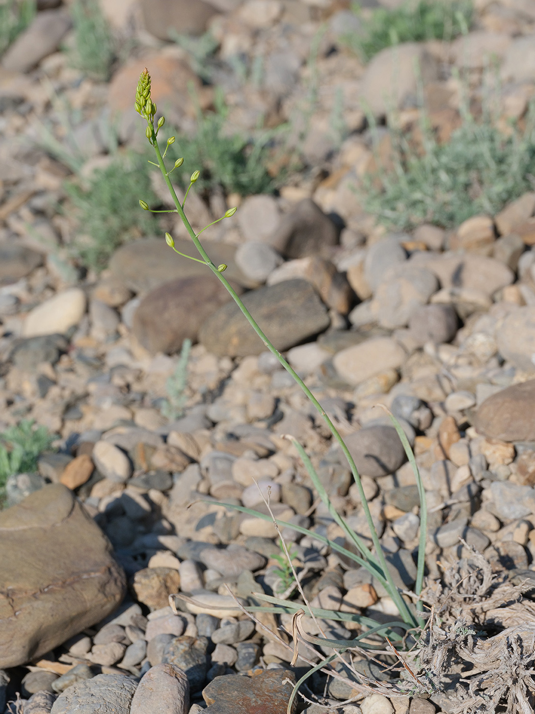 Image of Eremurus soogdianus specimen.