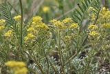 View full-size image Odontarrhena obtusifolia