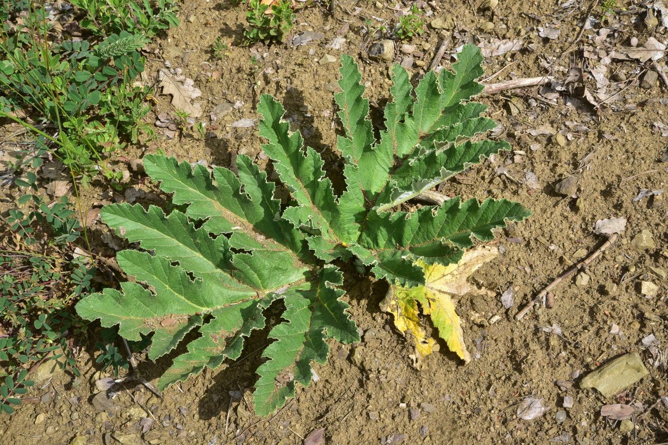 Image of genus Heracleum specimen.
