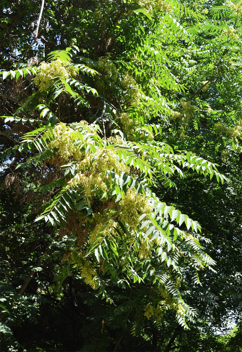 Image of Ailanthus altissima specimen.