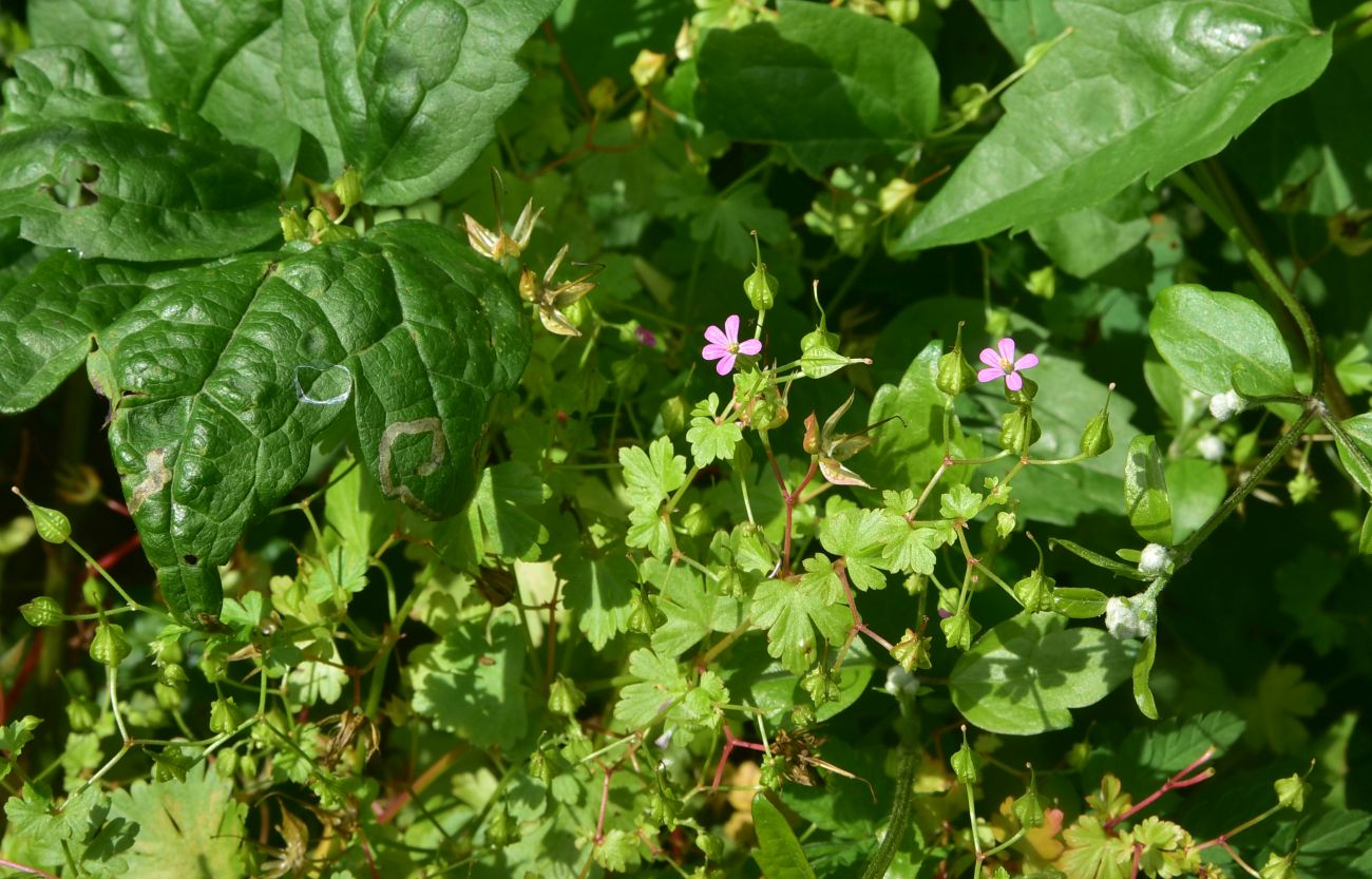 Image of Geranium lucidum specimen.