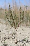 Lythrum thymifolia