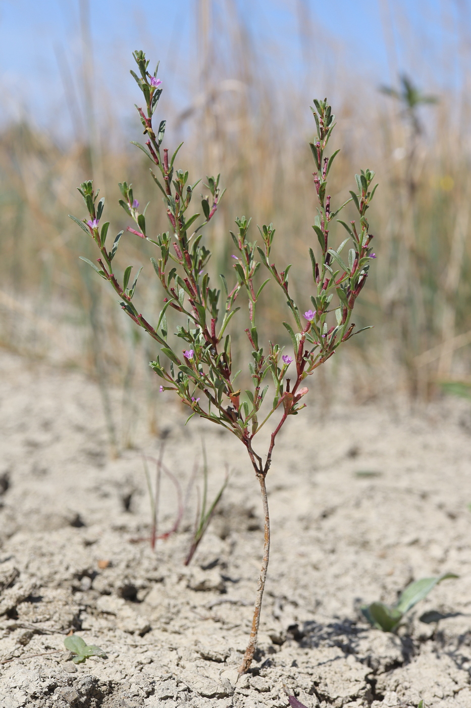 Изображение особи Lythrum thymifolia.