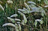 Polypogon monspeliensis. Верхушки побегов с соцветиями. Португалия, округ Бежа, дол. р. Мира, пойменная терраса. 06.06.2026.