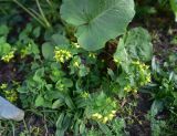 Scrophularia chrysantha