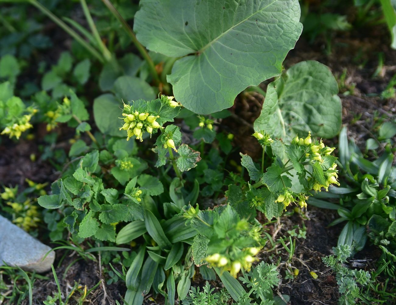 Изображение особи Scrophularia chrysantha.