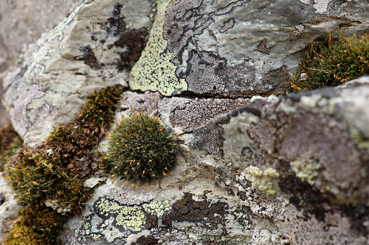 Image of Grimmia longirostris specimen.