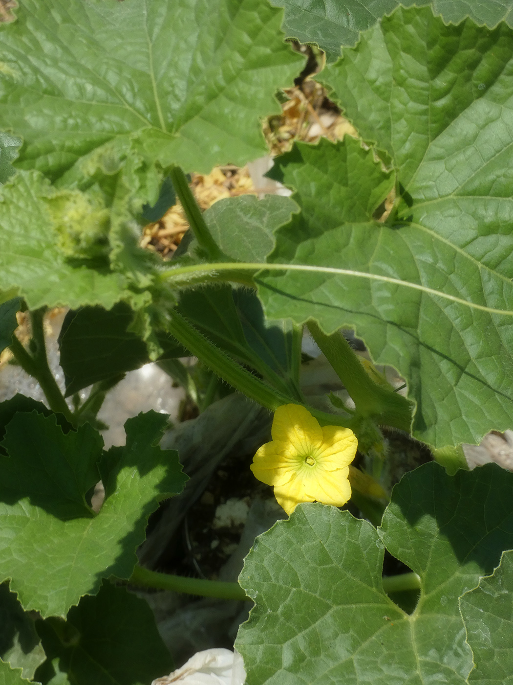 Изображение особи Cucurbita pepo.