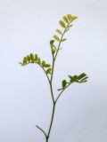 Image of taxon representative. Author is Раду Кибзий