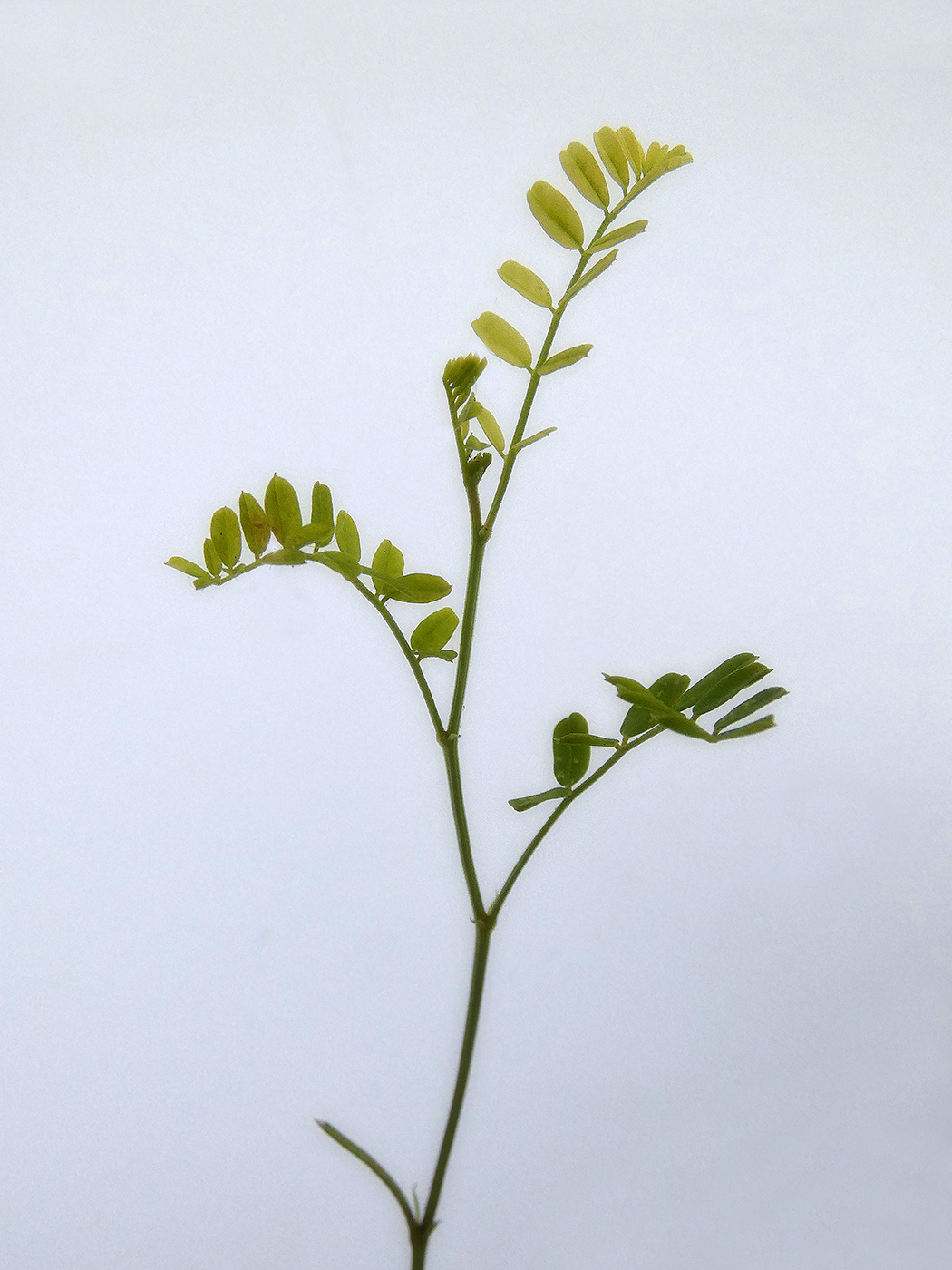 Image of Unknown species specimen.